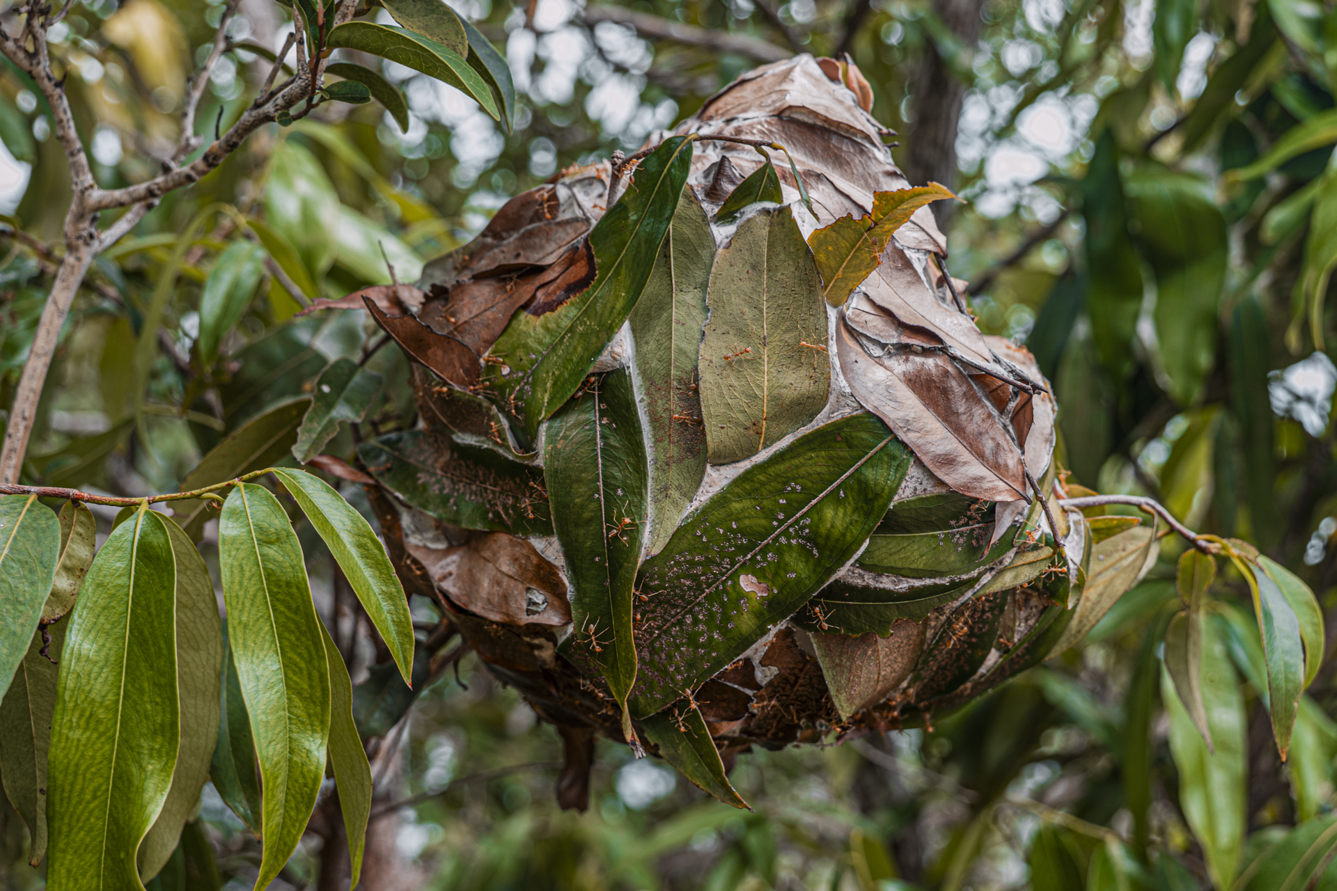 Fotografia vencedora da edição anterior